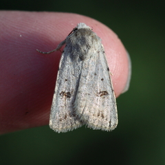 Caradrina kadenii