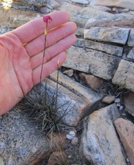 Dianthus bolusii