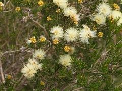 Melaleuca