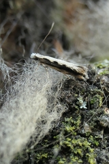 Erechthias fulguritella