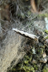 Erechthias fulguritella