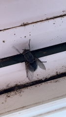 Calliphora vicina