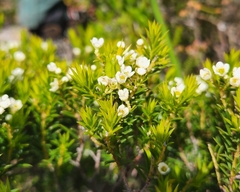 Diosma hirsuta
