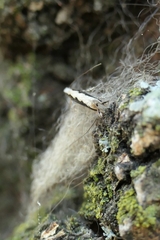 Erechthias fulguritella