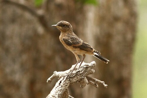 Heuglin's Wheatear