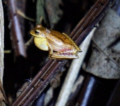 Boana bischoffi