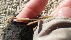 Bouteloua barbata barbata