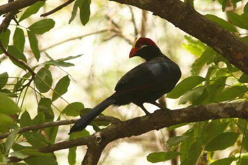 Violet Turaco