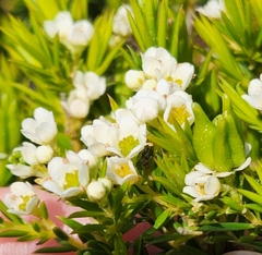 Diosma hirsuta