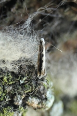 Erechthias fulguritella