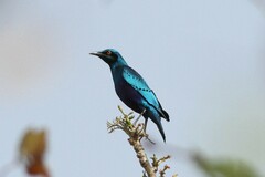 Lamprotornis chloropterus