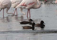 Netta erythrophthalma