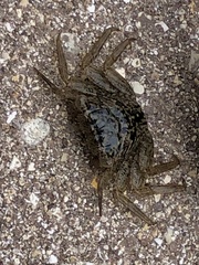 Aratus pisonii