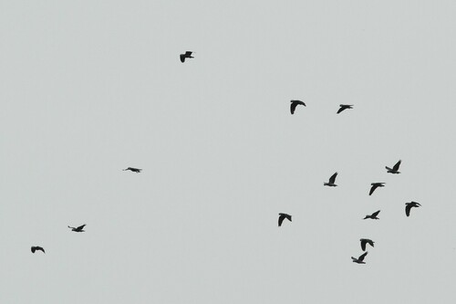 Gray Parrot