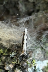 Erechthias fulguritella