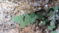 Myriopteris parryi