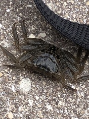 Aratus pisonii