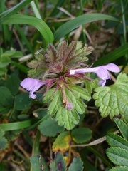 Lamium hybridum