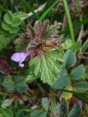 Lamium hybridum