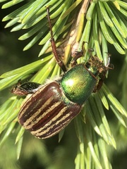 Glaphyrus opulentus