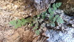 Myriopteris parryi