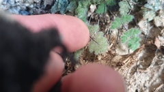 Myriopteris parryi