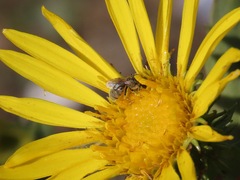 Dialictus