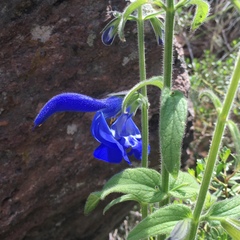 Salvia patens