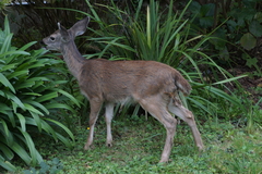 Odocoileus hemionus