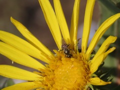 Dialictus