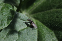 Anthomyia