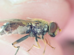 Parhelophilus frutetorum