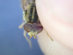 Parhelophilus frutetorum