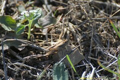 Aiolopus strepens