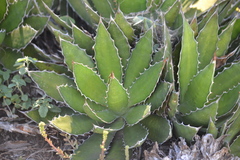 Agave univittata