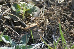 Aiolopus strepens