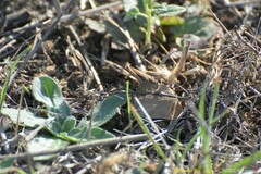 Aiolopus strepens