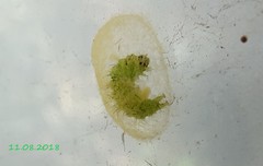 Lepidoptera