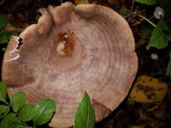 Lactarius circellatus