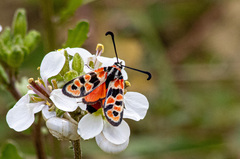 Zygaena fausta