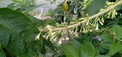 Iochroma arborescens