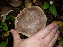 Lactarius circellatus