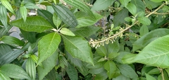 Iochroma arborescens