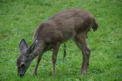 Odocoileus hemionus