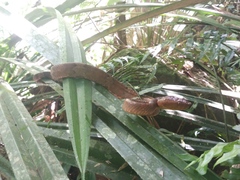 Craspedocephalus puniceus