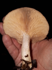 Lactarius circellatus