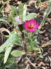 Portulaca amilis