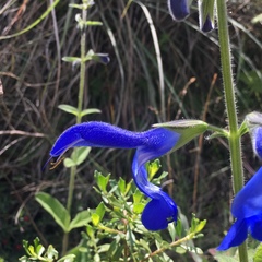Salvia patens