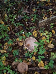 Lactarius circellatus