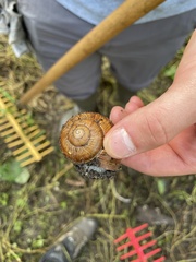 Helix pomatia